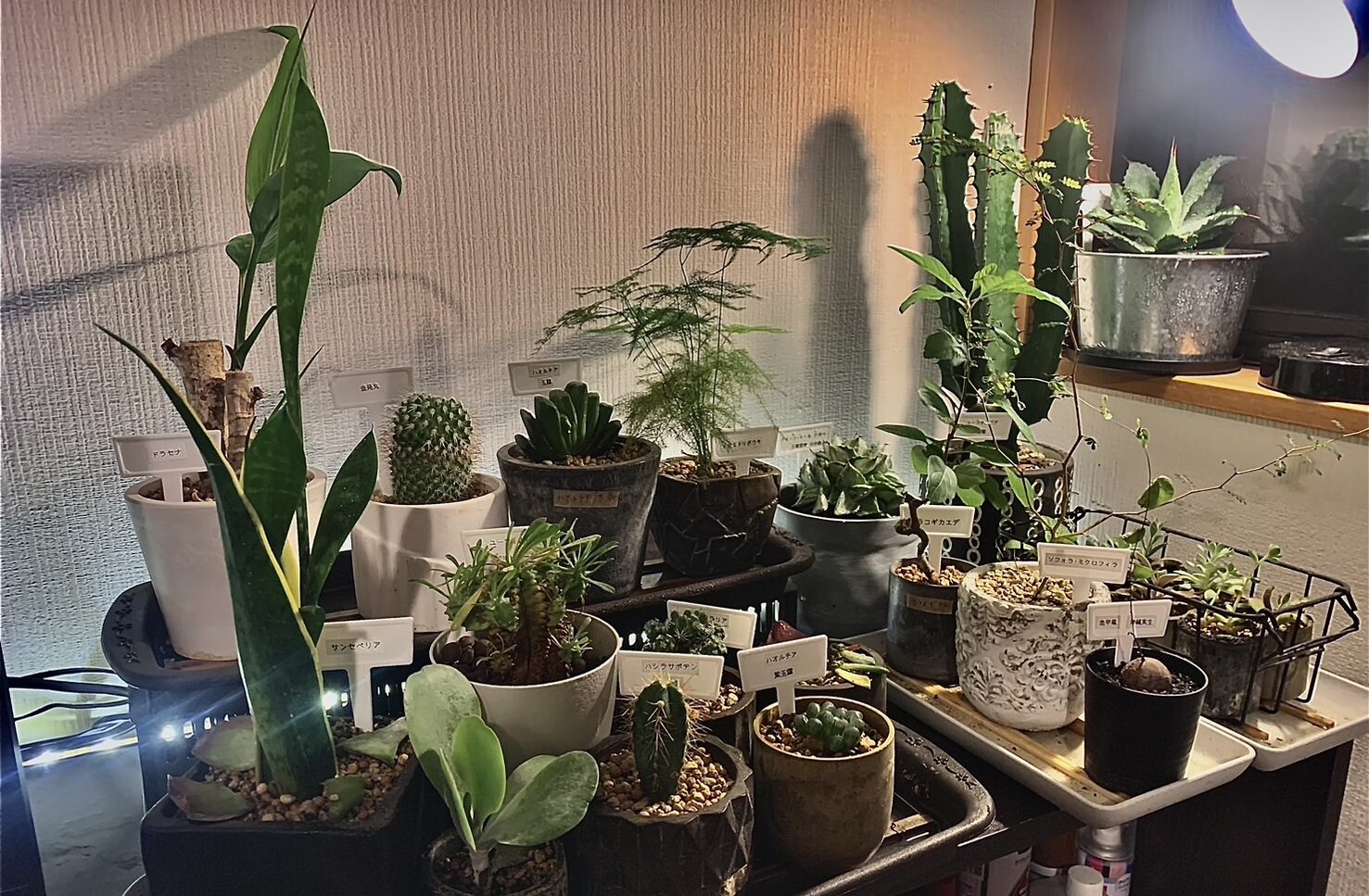 植物はじめてみませんか?